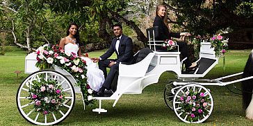 Wedding Horse Carriage Ride